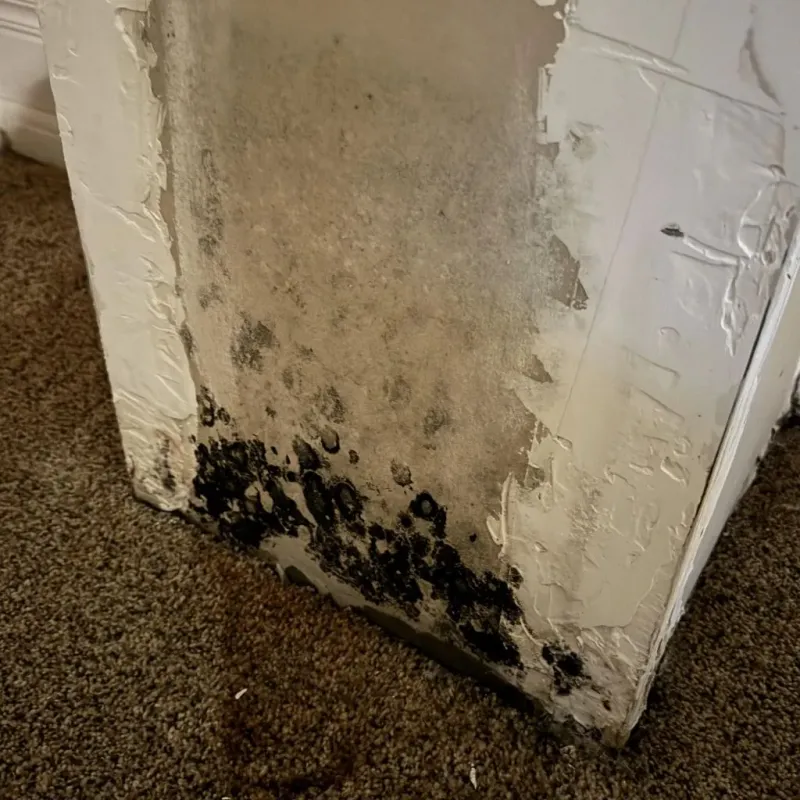 Professional Mold Removal in North DeLand, FL